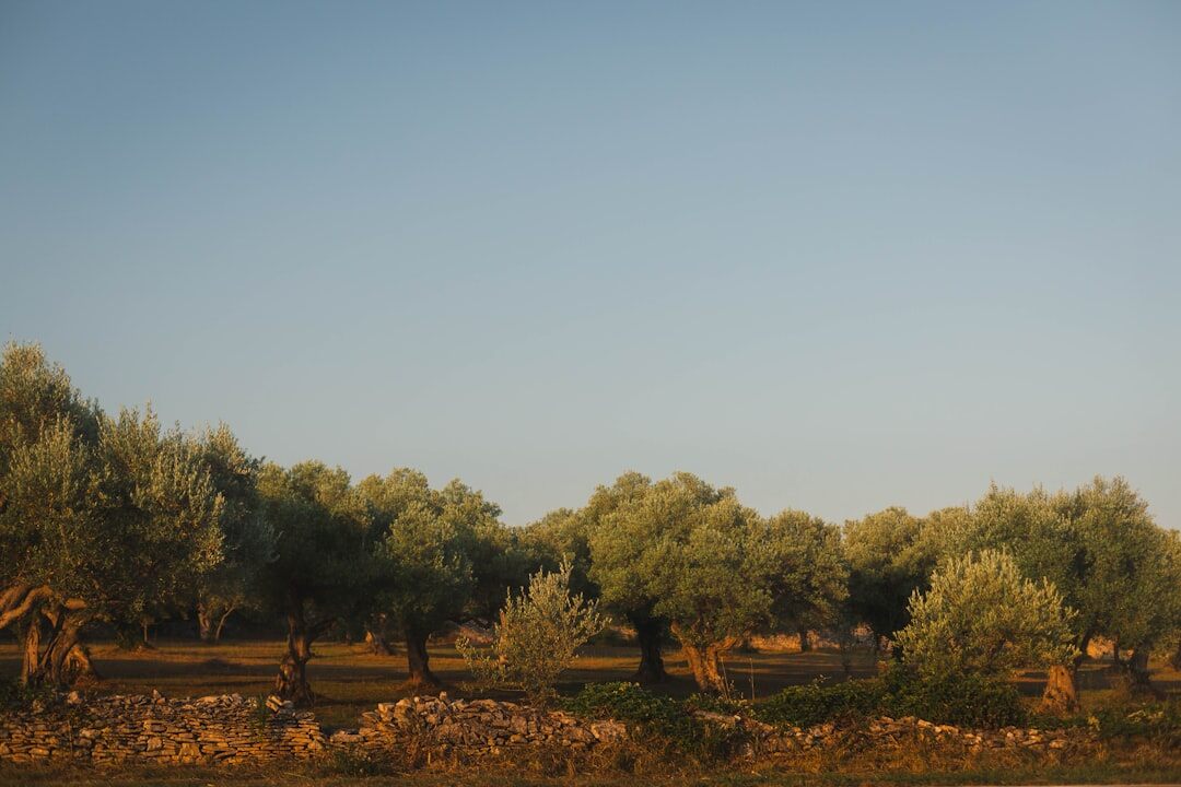 Istrian olive farmer harvesting olives by hand